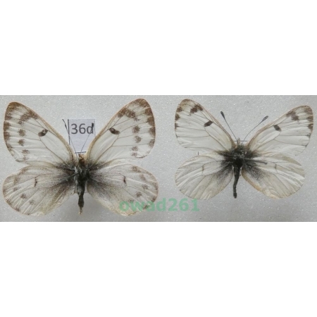 Baltia shawii karakuli 0. Bang-Haas, 1937 pair Tadjikistan36d